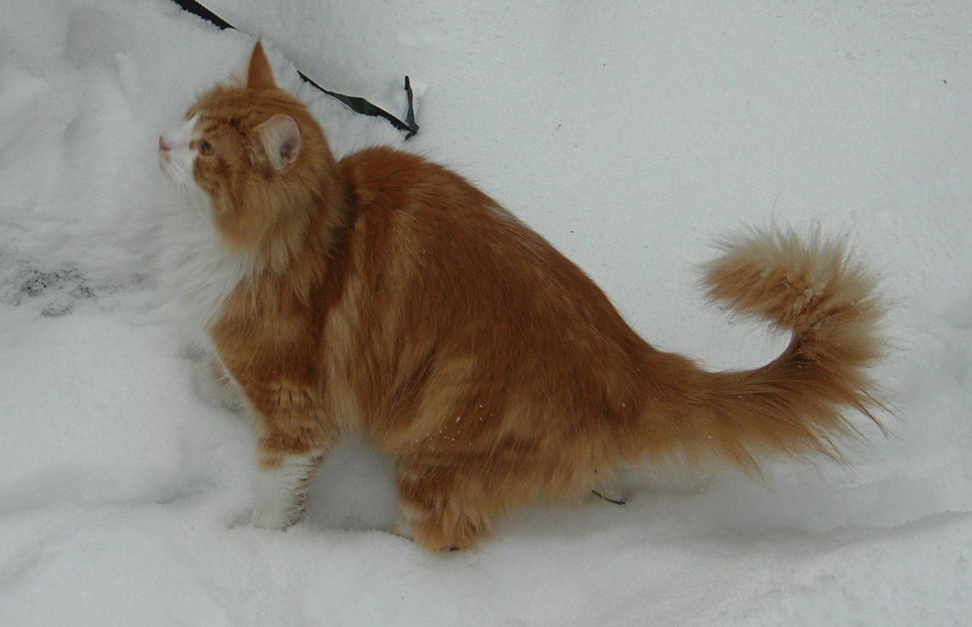 Warrior Cats: Clans of the Forest im Test: Süß, gemütlich, zu dünn